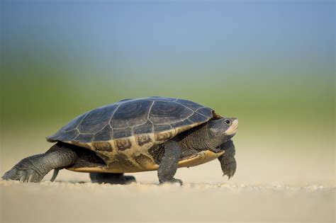 Qué Órganos Reproductores tienen Las Tortugas