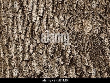 Realistic Illustration Of Oak Bark Close Up The Texture Of The Trunk