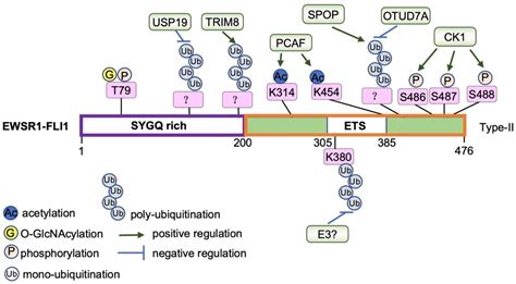 Cancers Free Full Text Regulation Of EWSR1 FLI1 Function By Post