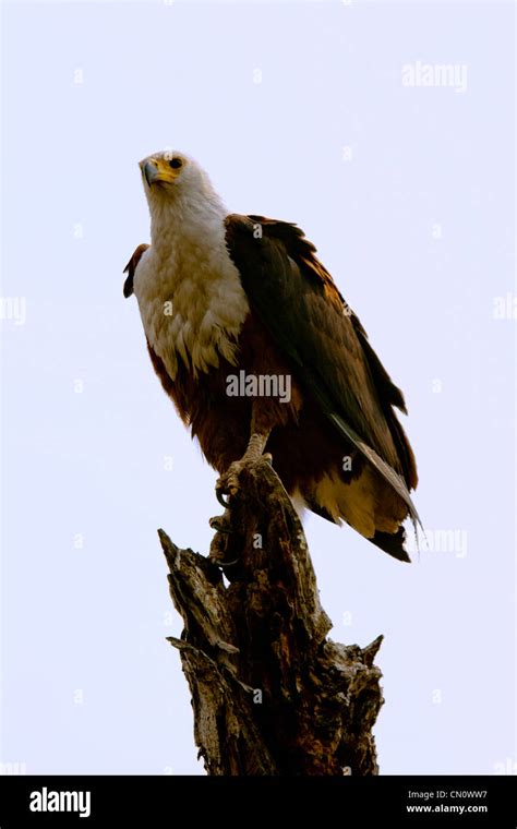 African Fish Eagle Bird Of Prey Botswana Eagle Fish Eagle Stock Photo