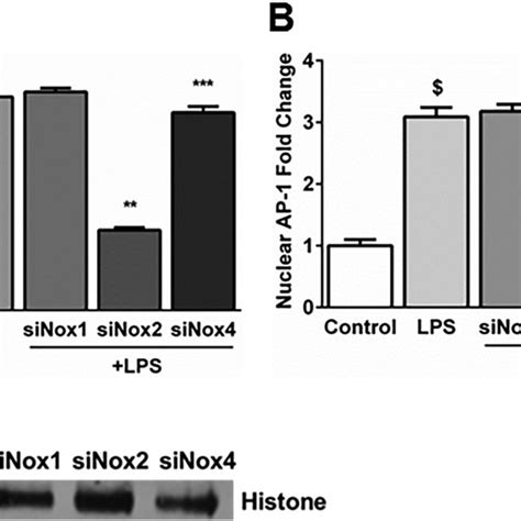 Effect Of Nox Inhibition On Lps Induced Phosphorylation Of P Jnk