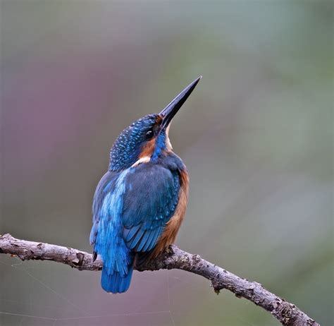 Kingfisher Missouri At Glenn Ledoux Blog