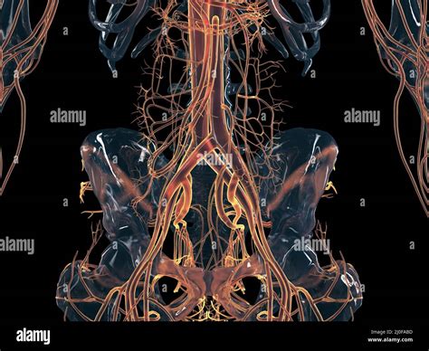 Abdominal Vascular System Illustration Stock Photo Alamy