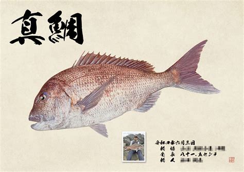 【デジタル魚拓作品紹介】カラー魚拓 真鯛 81 5㎝ 魚墨ブログ