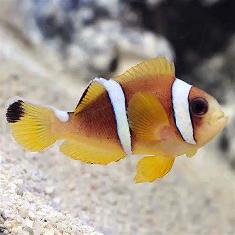 18 Amazing Types Of Clownfish Fishkeeping Dudes