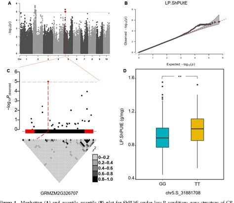 Figure 4 From Genetic Dissection Of Phosphorus Use Efficiency In A