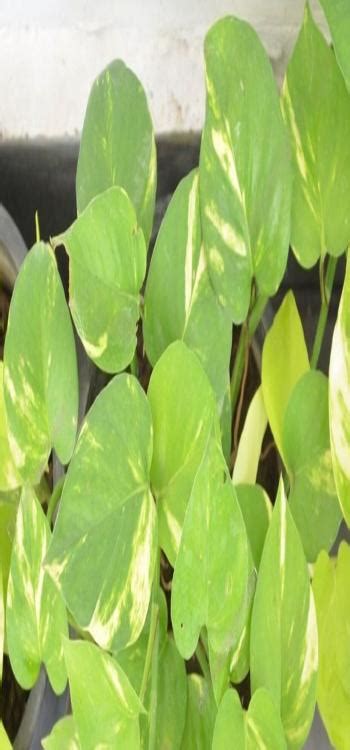 Money Plant Vastu At Home Direction Placement Benefits And More