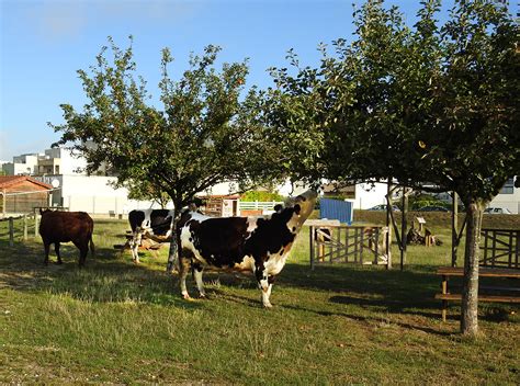 La Ferme Ouverte Sartrouville Les Fermes De Gally