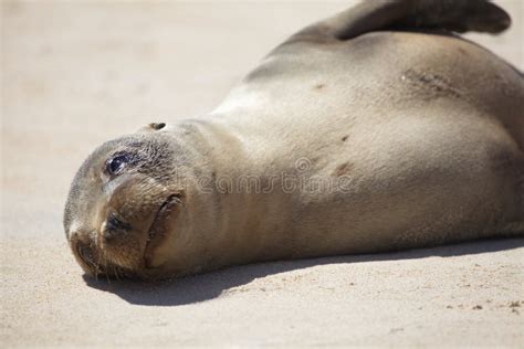 Baby Galapagos sea lion stock image. Image of alone, beach - 46297785