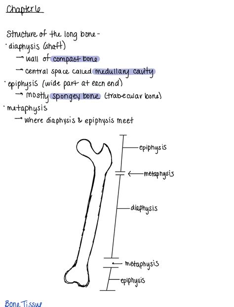 Chapter Bones And Bone Structure Chapter Structure Of The Long Bone