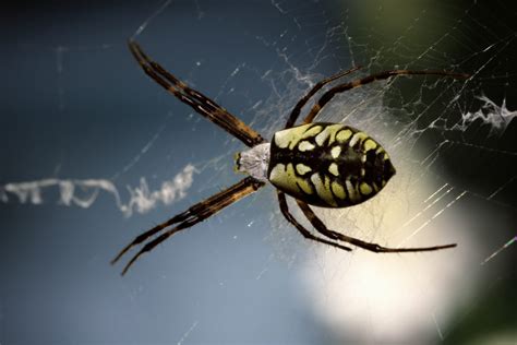 The Most Common Types Of Spiders In Texas The Bug Master