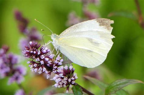 White Butterfly Meaning The Spiritual Signs To Know