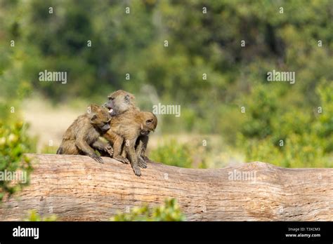 Baboons fighting hi-res stock photography and images - Alamy