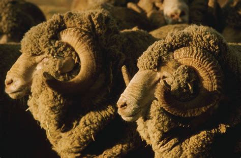 Merino | Fine wool, Australian, Spanish | Britannica