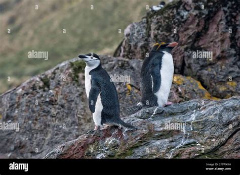 Macaroni Penguin Eudyptes Chrysolophus And Chinstrap Penguin