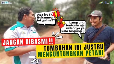 Sering Dianggap Gulma Ternyata Tumbuhan Ini Sangat Menguntungkan