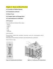 Chapter Bones And Bone Structure Review Pdf Chapter Bones And