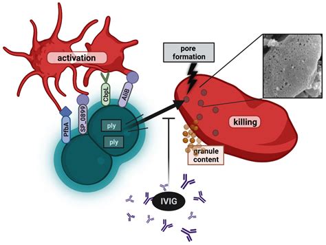 Cells Free Full Text Platelets Bacterial Adhesins And The Pneumococcus