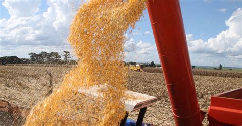 Paraná Deve Produzir 234 Milhões De Toneladas De Grãos