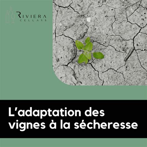 Comprendre l impact de la sécheresse sur les vignes et les stratégies d