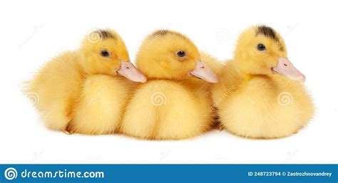 Tres Patos De Mulard Amarillos Aislados En Fondo Blanco Foto De Archivo