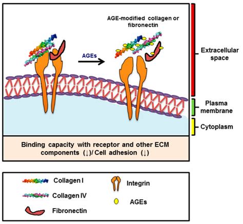 Cells Special Issue Extracellular Matrix Remodeling