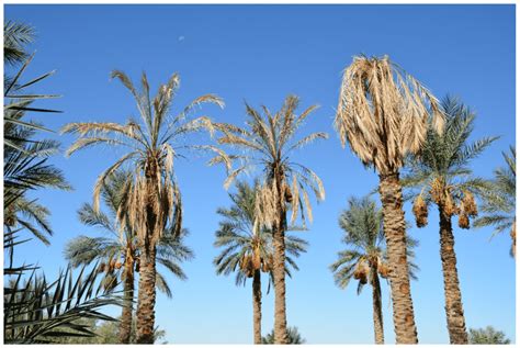 Palm Tree Diseases Save Your Palms From Deadly Infections