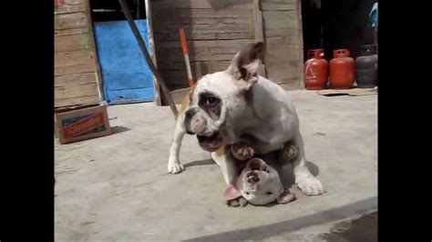 Bull Terrier Vs Bull Dog Ingles 23 Youtube