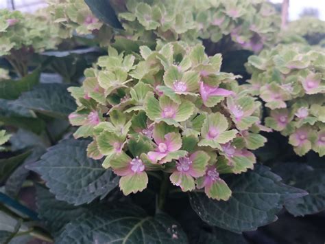 Hydrangea Macrophylla Rembrandt Vibrant Verde