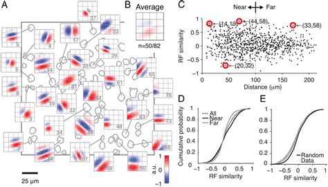 Local Diversity And Fine Scale Organization Of Receptive Fields In Mouse Visual Cortex Journal