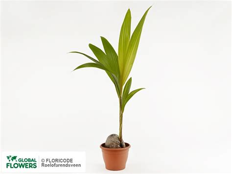 Пальма кокосовая — выращивание и уход, покупка | Global Flowers
