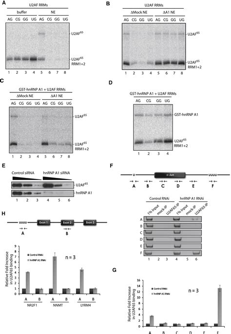 HnRNP A1 Proofreads 3 Splice Site Recognition By U2AF Molecular Cell