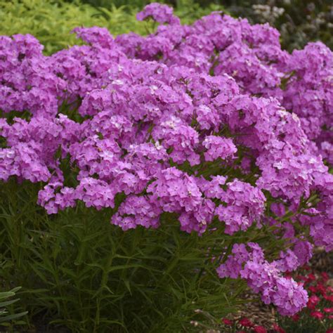 'Opening Act Ultrapink' - Hybrid Phlox - Phlox hybrid | Proven Winners