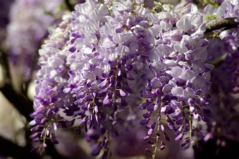 How To Start Wisteria Seeds Green Packs