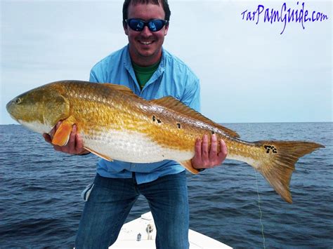 Redfishing On North Carolina S Pamlico Sound Fishing Reports