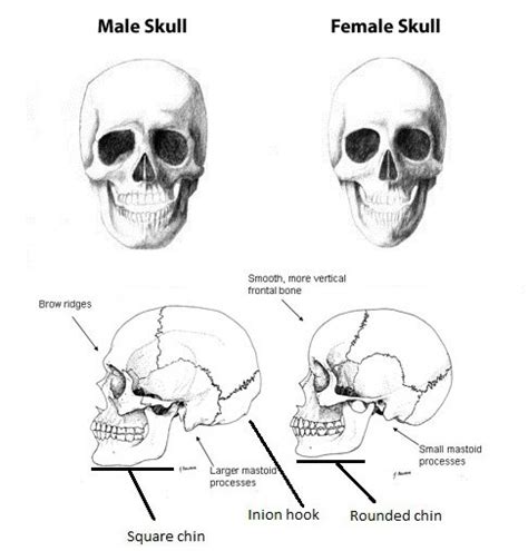 Osteology 101 Part 35 Sexing Skeletons