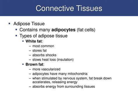 Chapter 4 Tissues Muse 2430 Lecture 2 912 Ppt Download