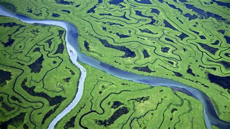 Wallpaper Pemandangan Alam Hijau Sungai Rawa Hutan Tropis Lahan