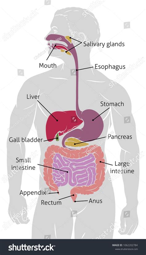 Gastrointestinal Tract Unlabeled