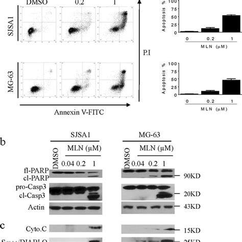 Mln4924 Induces Apoptosis In Os Cell Lines A Sjsa 1 And Mg 63 Os