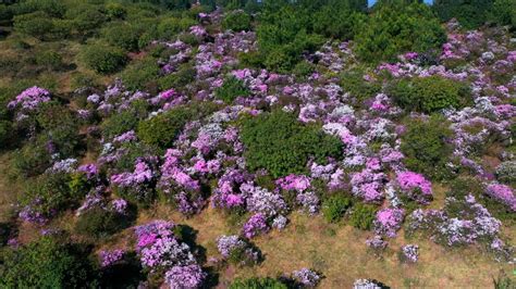 千城胜景丨云南宣威：高山杜鹃怒放东山顶 荆楚网 湖北日报网