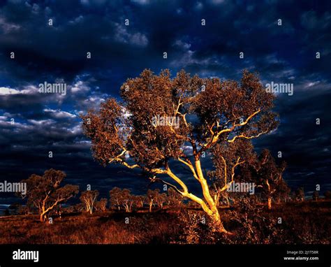 Eucalyptus Gum Tree Landscape Pilbara Northwest Australia Stock Photo