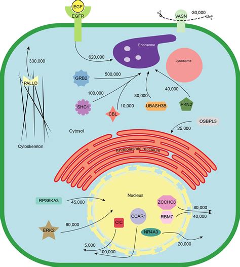 Global Quantitative And Dynamic Mapping Of Protein Subcellular