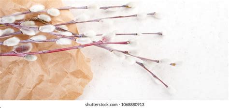 Spring Banner Background Sprigs Pussy Willow Stock Photo Shutterstock