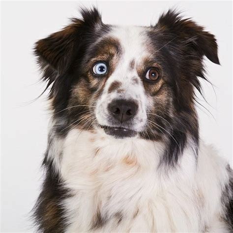 Are Australian Shepherds Good Guard