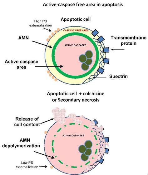 The Apoptotic Microtubule Network During The Execution Phase Of