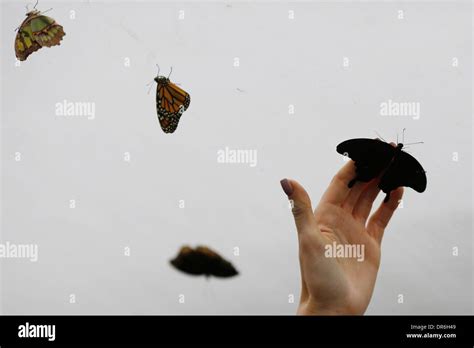 Sensational Butterflies Exhibition At The Natural History Museum