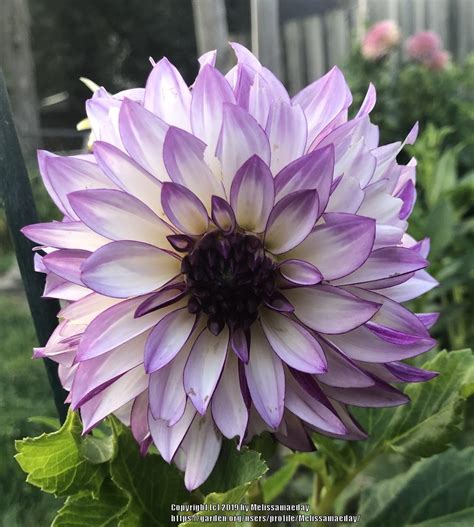 Photo Of The Bloom Of Dahlia R C Diane Brazil Posted By Melissamaeday