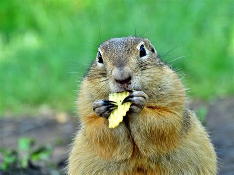 Суслик смешной картинки - 68 фото
