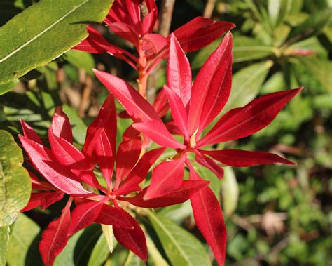Pieris Japonica Rotsheide Alles Voor Uw Huis And Tuin